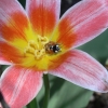 2-colin-brown-point-and-shoot-tulip-and-ladybird
