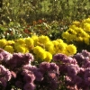 Colin Brown - Chrysanthemums