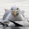 Colin-Glaucous GullIMG_4758.jpg