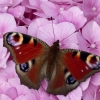 peacock butterfly Brenda.jpg